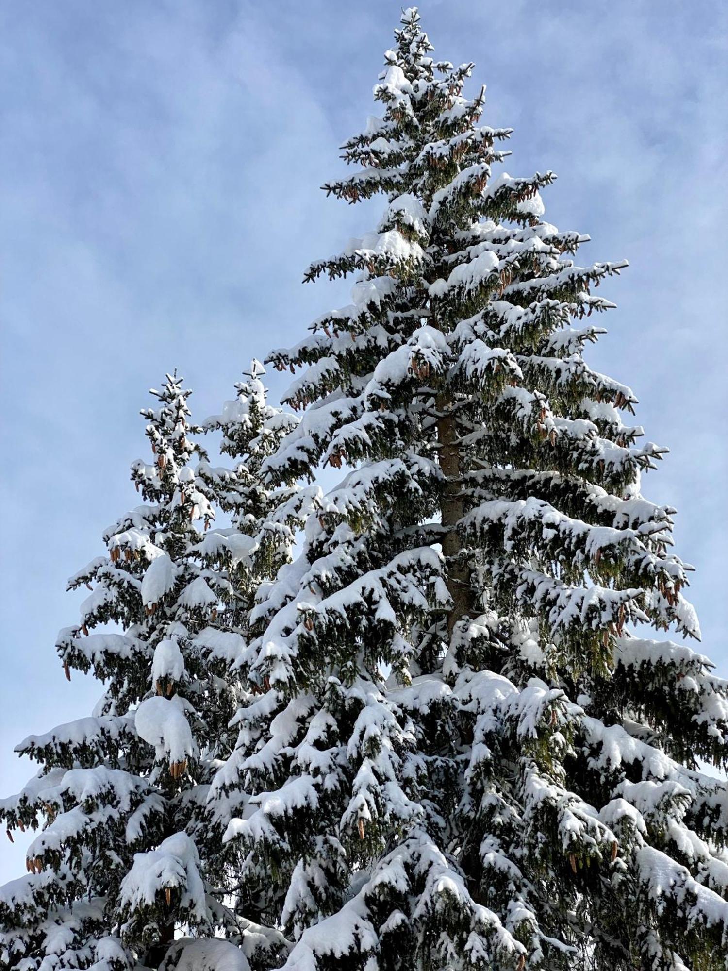 Naturhaus Loacker Lech am Arlberg Kültér fotó